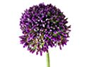 Allium