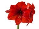 Amaryllis