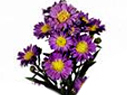 Aster