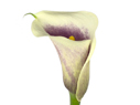 Calla