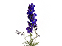 Delphinium