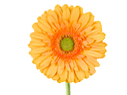 Gerbera bloem