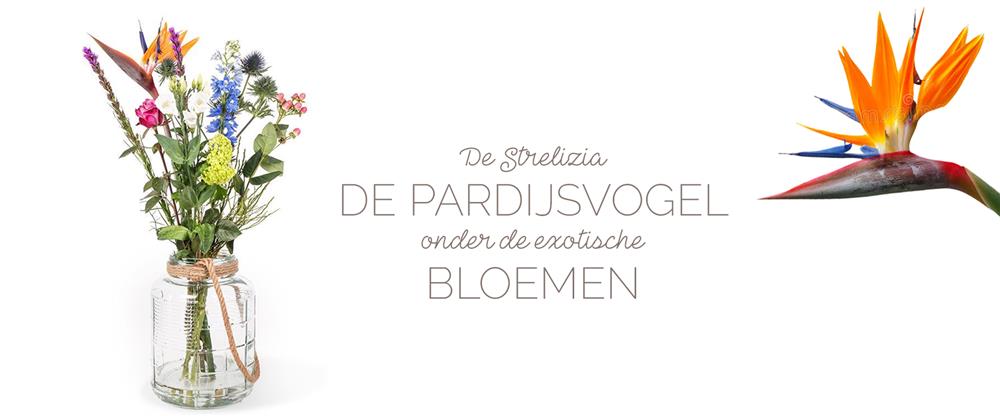 Strelizia Paradijsvogelbloem