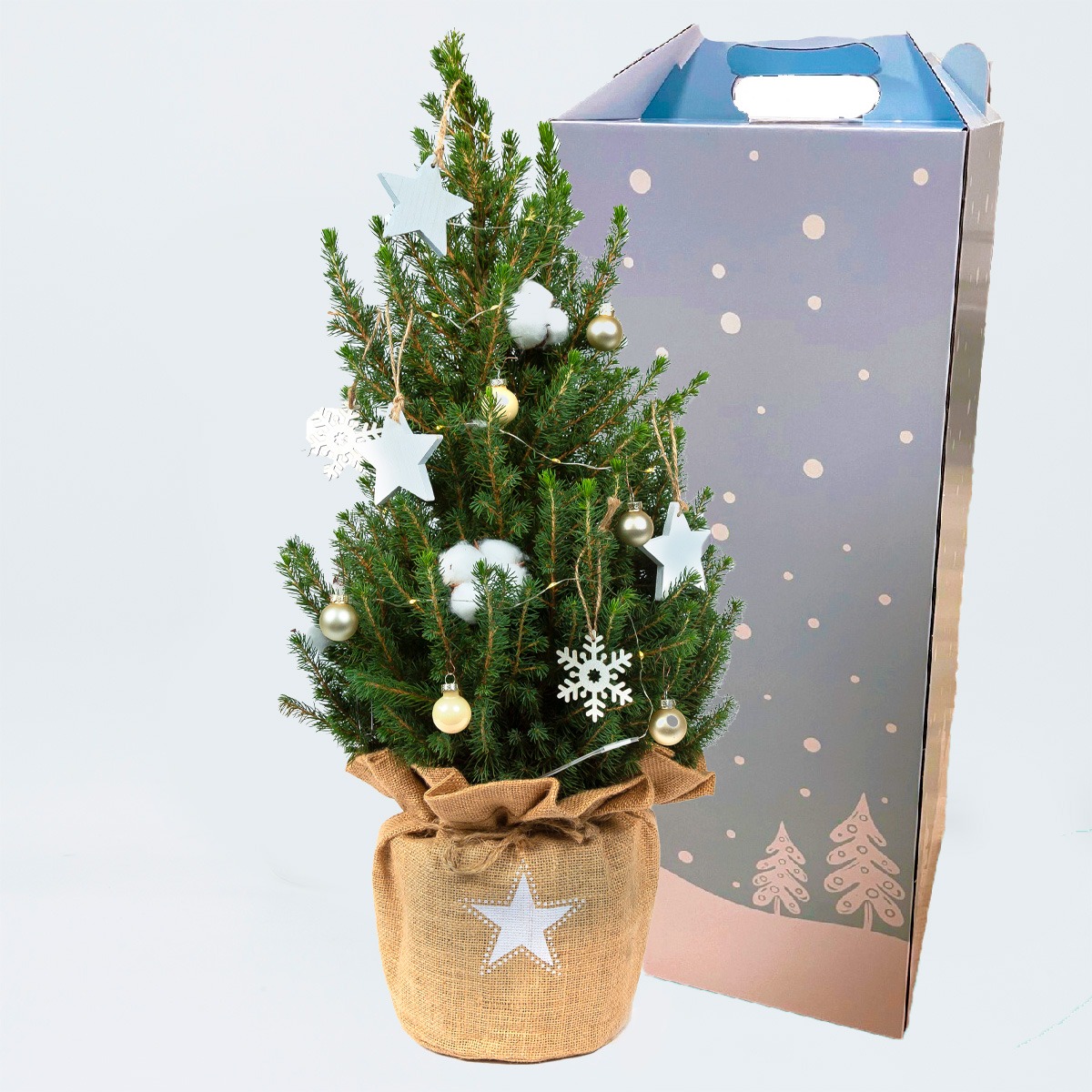Picea kerstboom December