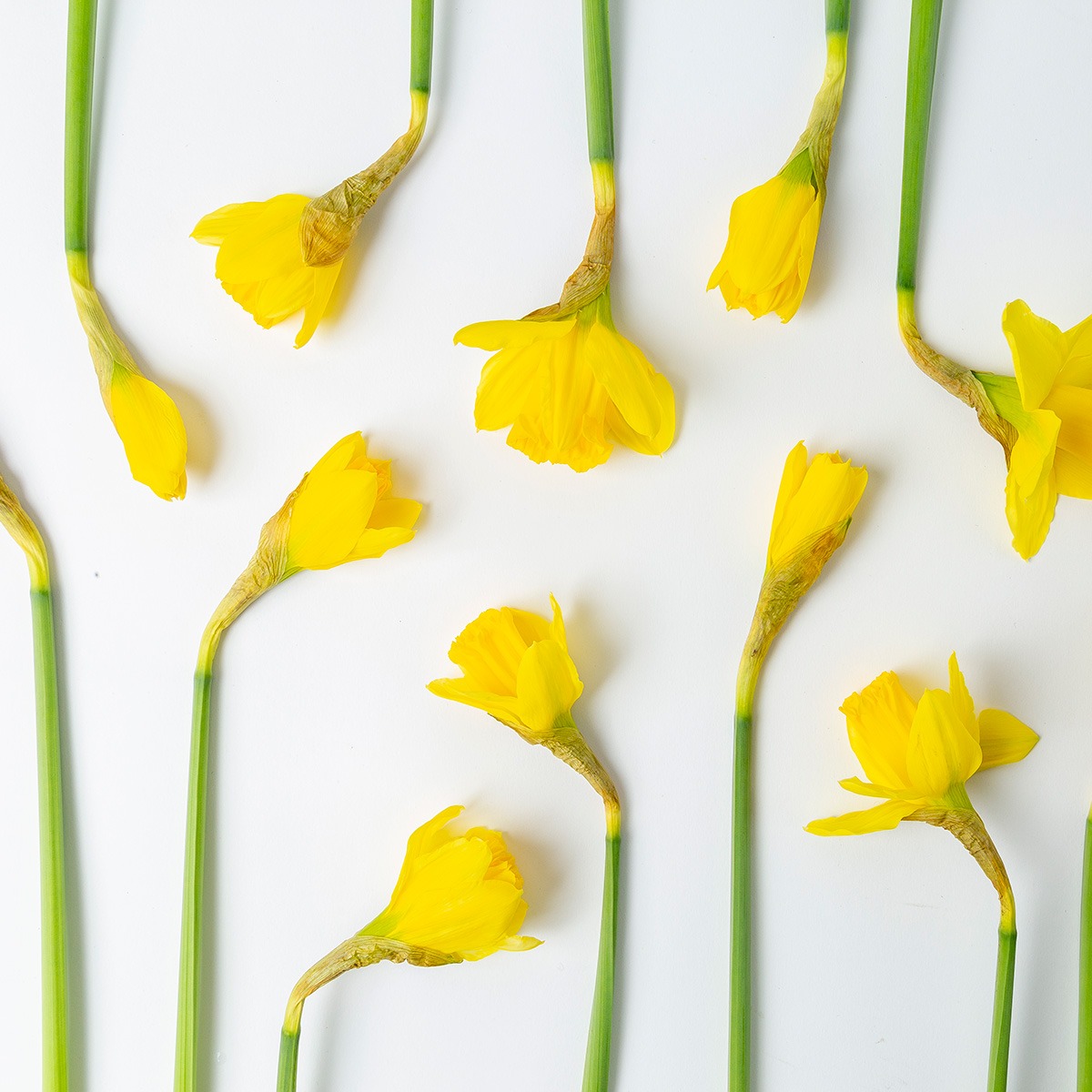 Narcissen liggend op tafel