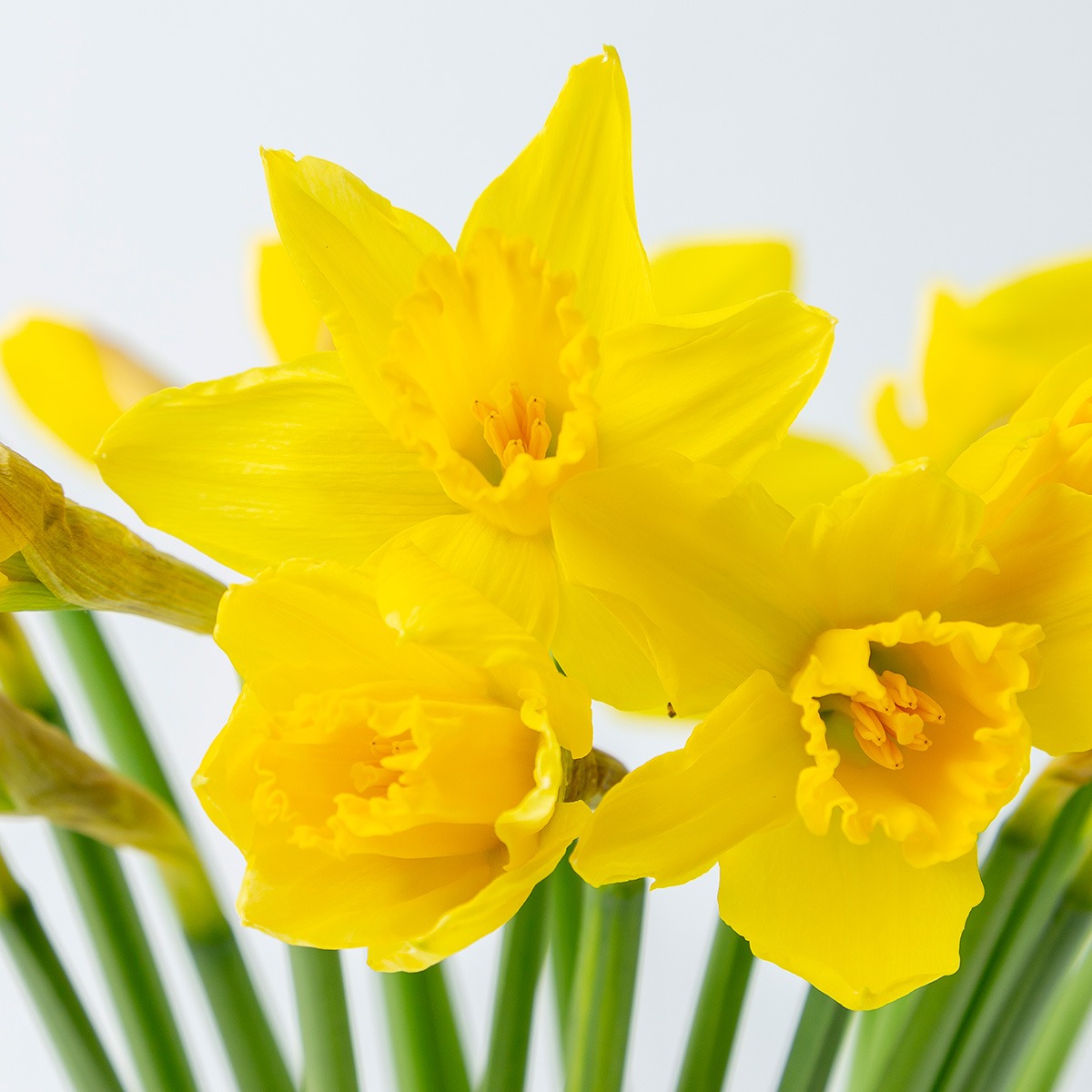 Narcis ingezoomd