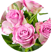 Paarse rozen