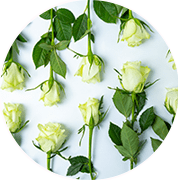 Witte rozen