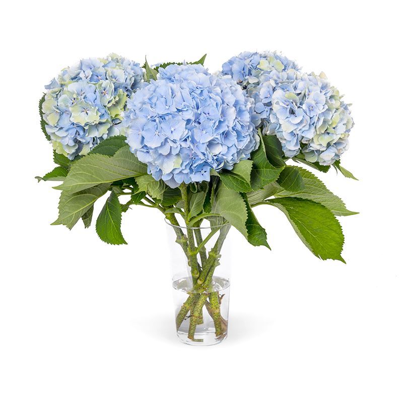 Blauwe bloemen bestellen