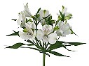 Alstroemeria