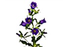 Campanula Klokjesbloem