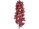 Cymbidium