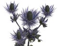 Eryngium