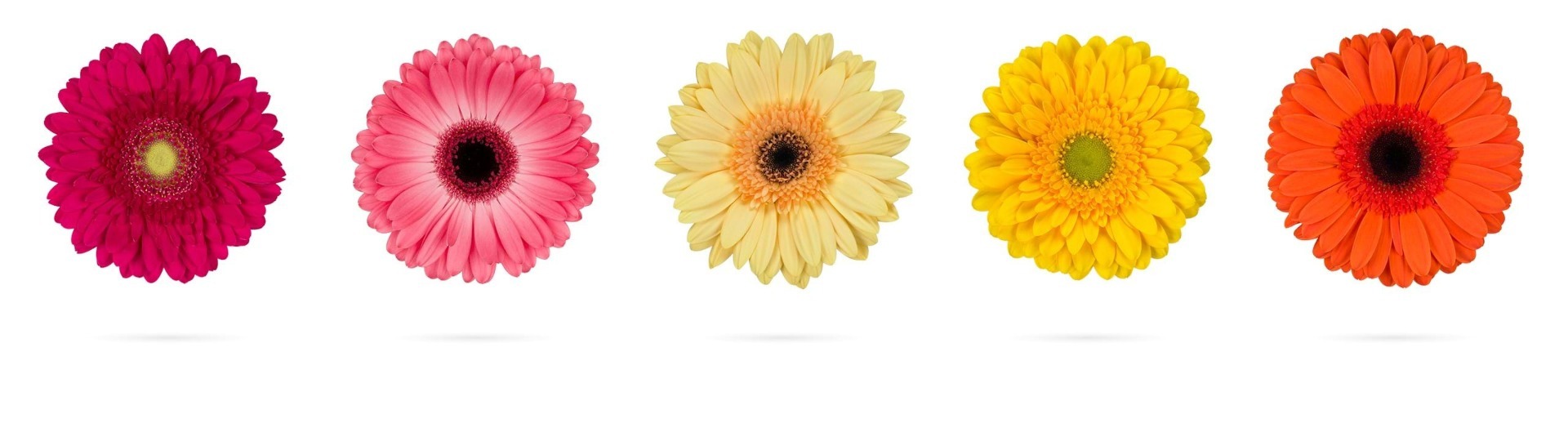 Gerbera's