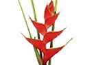 Heliconia