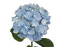 Hydrangea