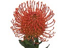 Leucospermum Nutan