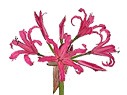 Nerine