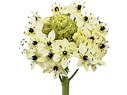 Ornithogalum