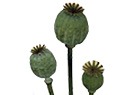 Papaver