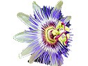 Passiflora