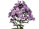 Phlox