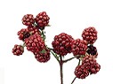 Rubus