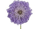 Scabiosa