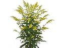 Solidago