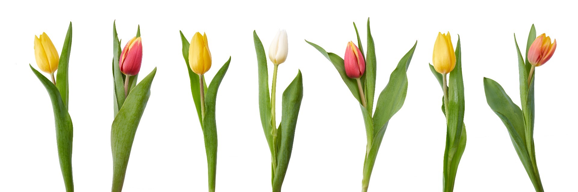 Tulpen 