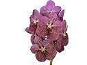 Vanda