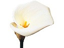 Zantedeschia