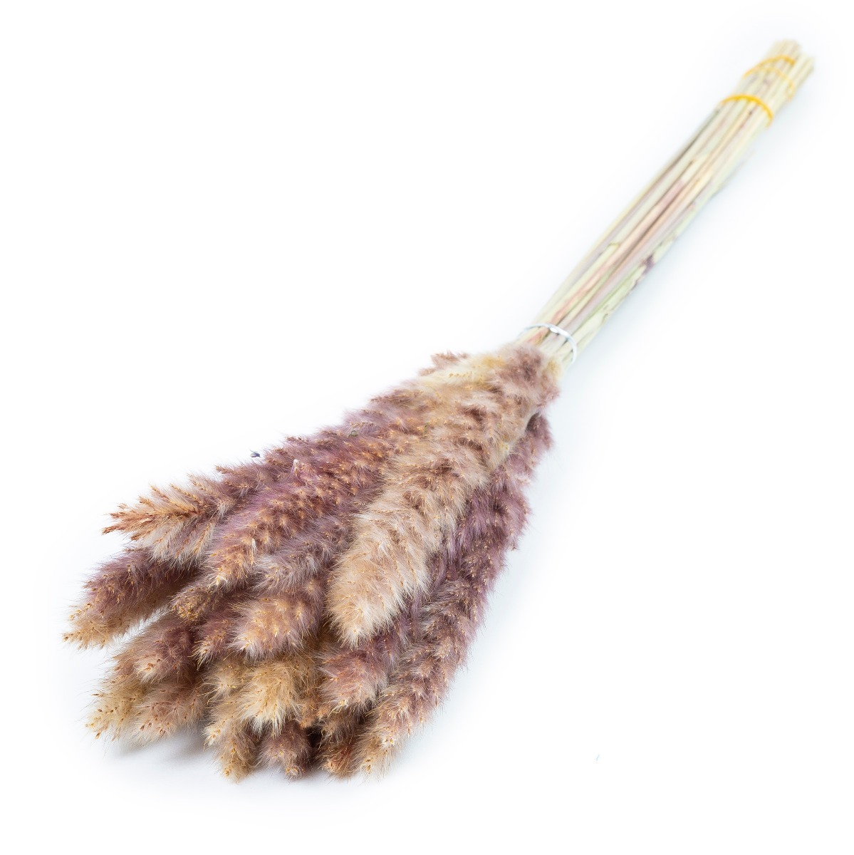 Droogbloemen Pampasgras Fluffy