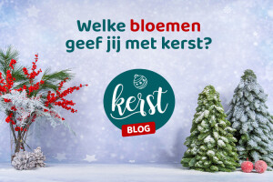 Welke bloemen geef jij met kerst?