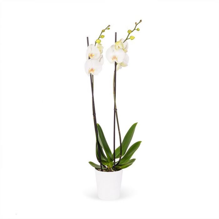 Witte Orchidee Cadeau Geven Bloomgift Nl Witte Orchidee Cadeau Geven Bloomgift Nl