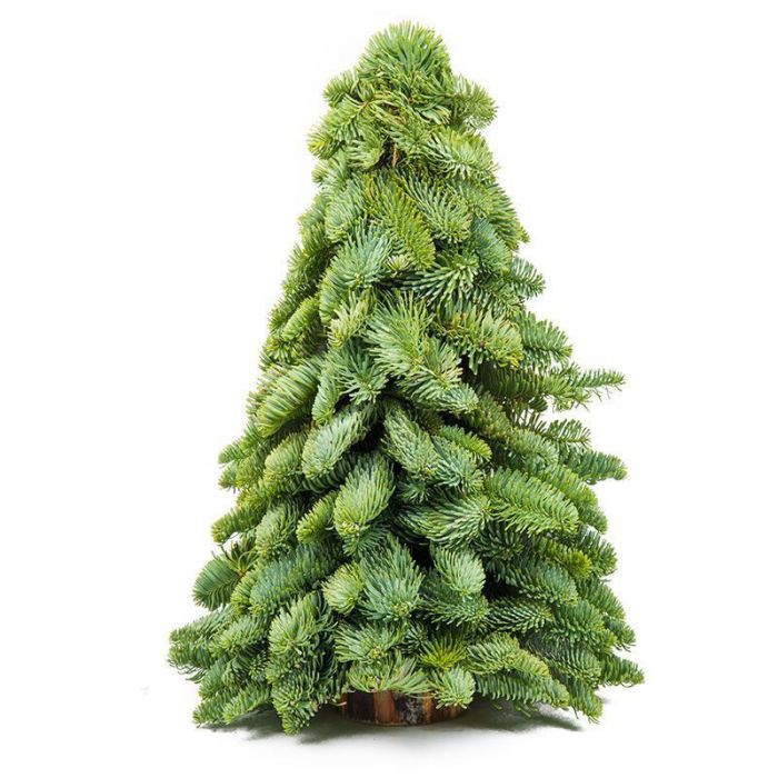 Verrassen met een echt kerstboompje? Bloomgift.nl
