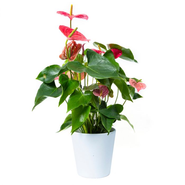 luisteraar hanger draadloze Roze Anthurium kamerplant bestellen | Bloomgift.nl