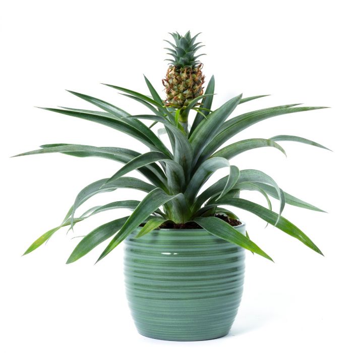 aangenaam Grappig Doorzichtig Ananasplant online bestellen en bezorgen?