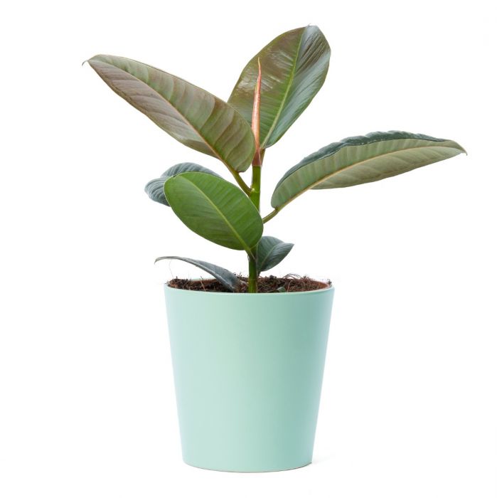 verdwijnen Opera Overredend Ficus plant (incl. naturel mand) bestellen en bezorgen?