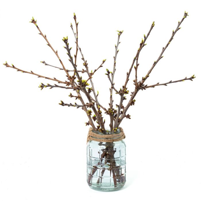 draadloze Landgoed Peer Kersenbloesem (Prunus) takken | Bloomgift.nl