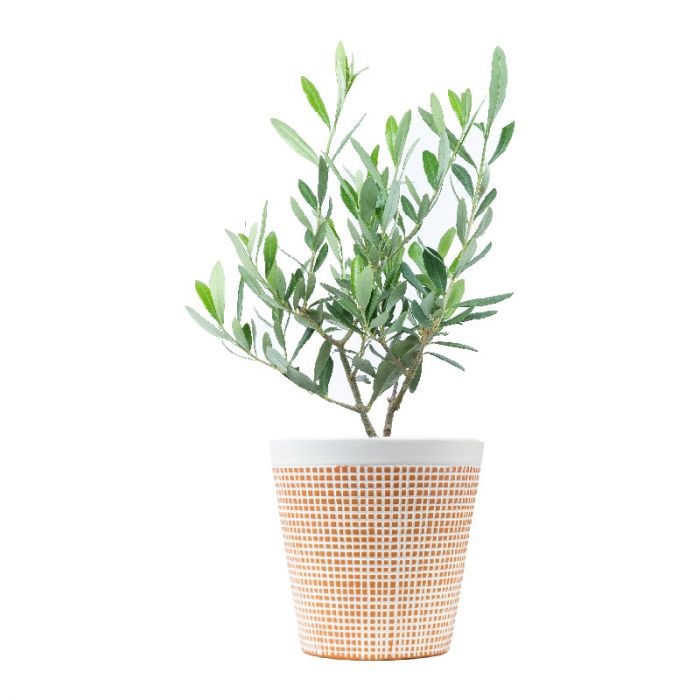 Olijfboompje bestellen Uniek cadeau Bloomgift.nl