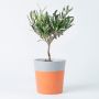 Olijfboompje in terracotta white pot (modelfoto)