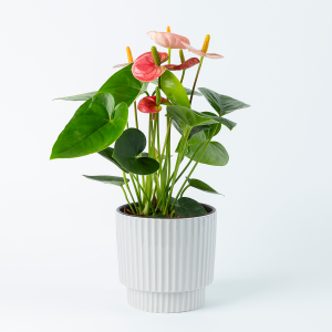 Roze Anthurium plant inclusief sierpot