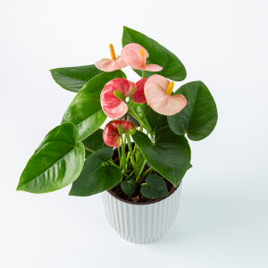 Flamingoplant Roze 