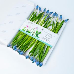 Blauwe druifjes brievenbusbloemen