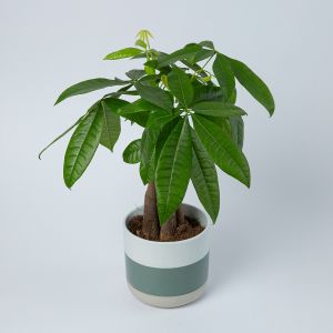 Geldboompje | Pachira