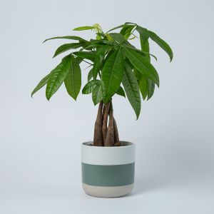 Geldboompje (Pachira) inclusief pot