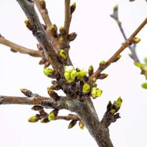 Kersenbloesem takken
