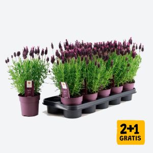 Lavendel per 2 bestelbaar