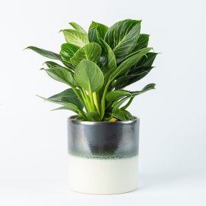 Philodendron White Wave in Illusion sierpot